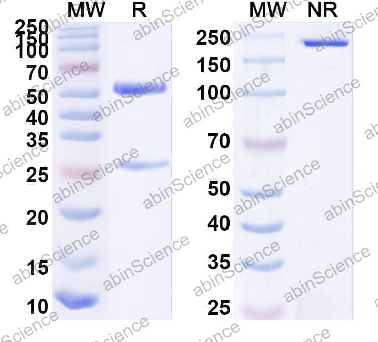 InVivoMAb Anti-Human CD340/ERBB2/HER2/NEU Antibody (520C9)
