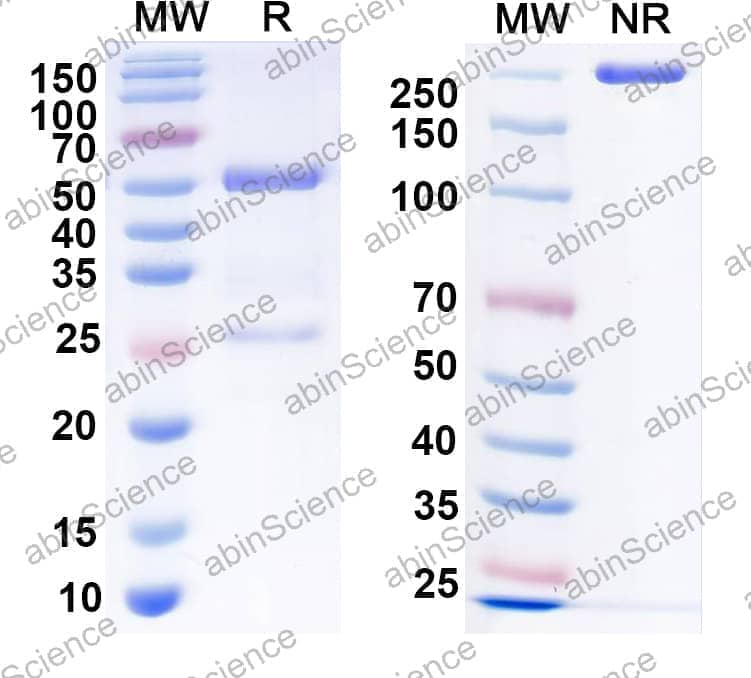 InVivoMAb Anti-hERBB2/HER-2 & mCD3e Bispecific Antibody (Iv0230)