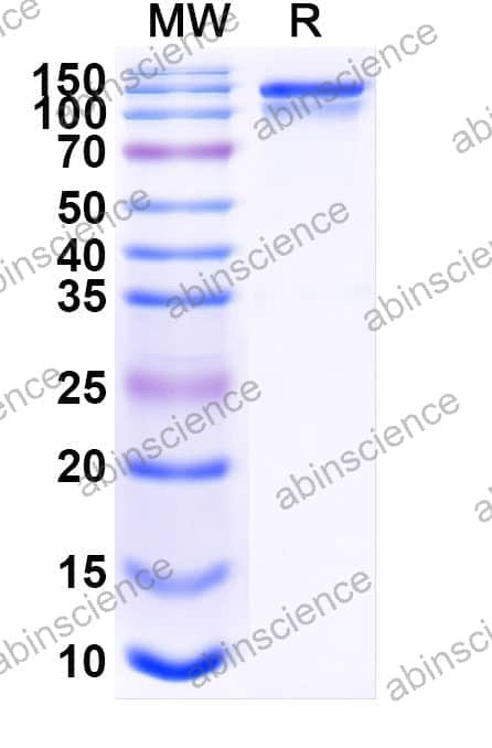 Recombinant Human CD340/ERBB2/HER2/NEU Protein, C-Fc