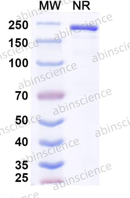 Research Grade Anvatabart