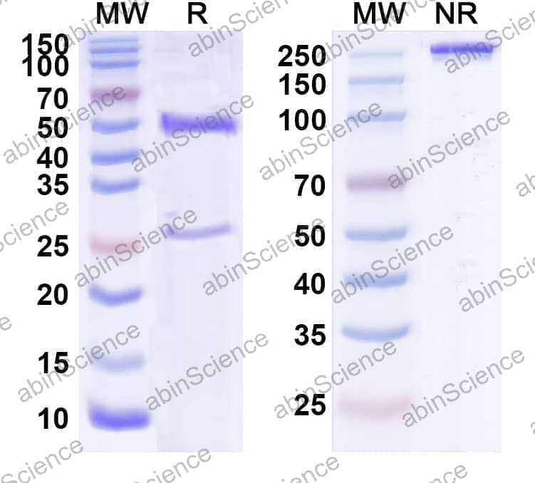 Research Grade Anti-Human CD340/ERBB2/HER2/NEU (SC-007)
