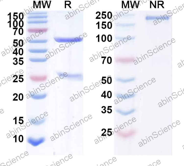 Research Grade Anti-Human CD340/ERBB2/HER2/NEU (ADCT-502)