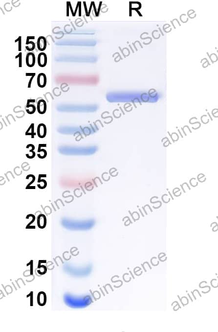 Research Grade Anti-Human CD340/ERBB2/HER2/NEU&CD3 Antibody (AMX-818)