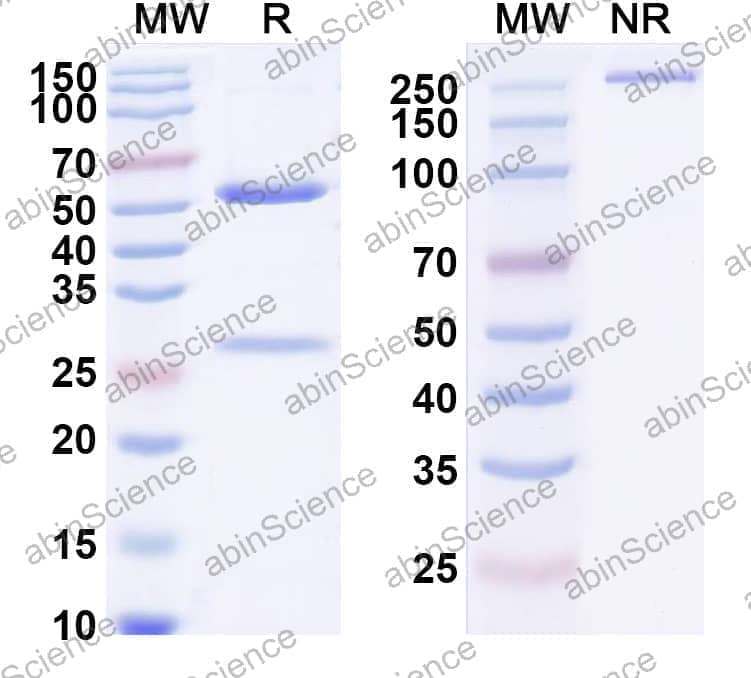 Research Grade Anti-Human CD340/ERBB2/HER2/NEU (HuA21)