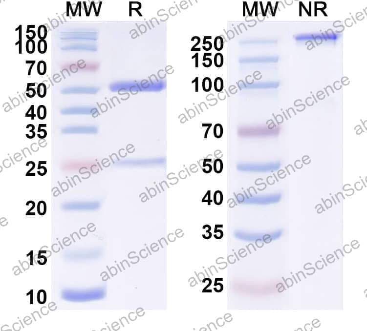 Research Grade Anti-Human CD340/ERBB2/HER2/NEU (BAY 2701439)