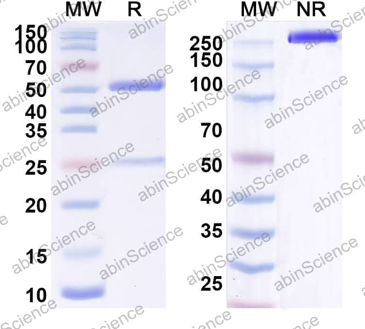 Research Grade Anti-Human CD340/ERBB2/HER2/NEU (BAT8001)