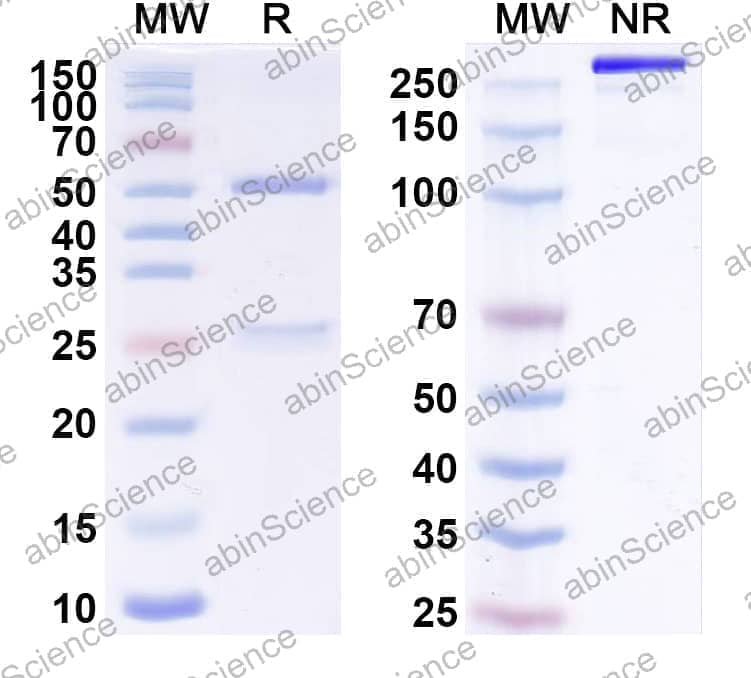 Research Grade Anti-Human CD340/ERBB2/HER2/NEU (BDC-1001)