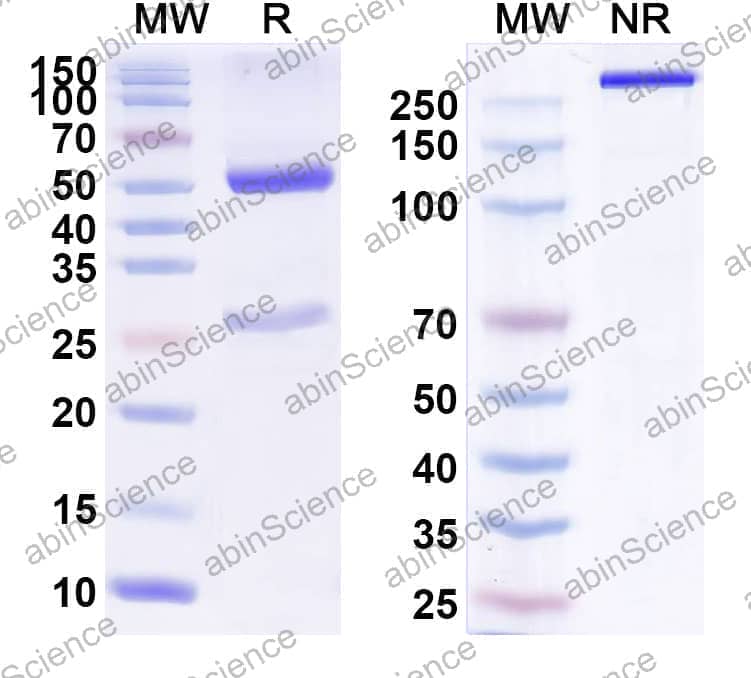 Research Grade Anti-Human CD340/ERBB2/HER2/NEU (FS102)