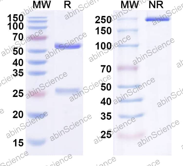 Research Grade Anti-Human CD340/ERBB2/HER2/NEU (ZW49)