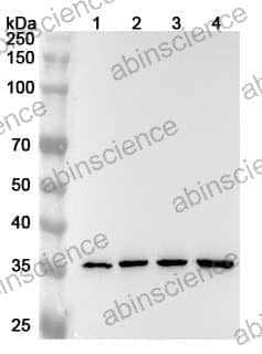 Anti-ANXA2 Polyclonal Antibody