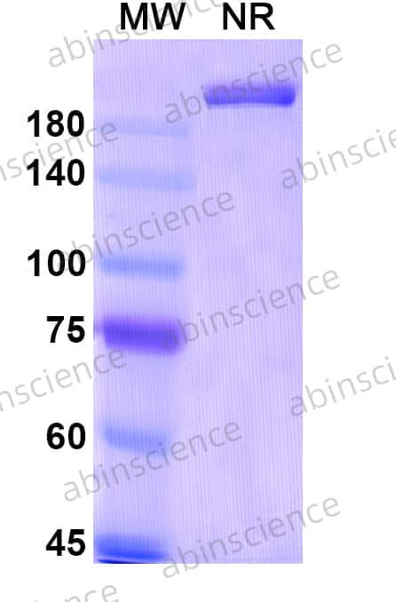 Research Grade MOR102