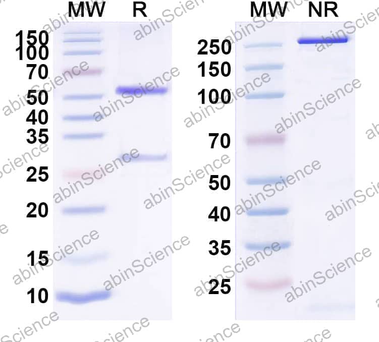 Research Grade Anti-Human IL6 (FM101)
