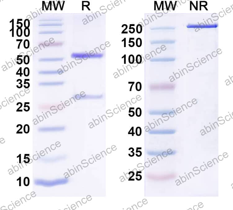 Research Grade Anti-Human IL6 (MH166)