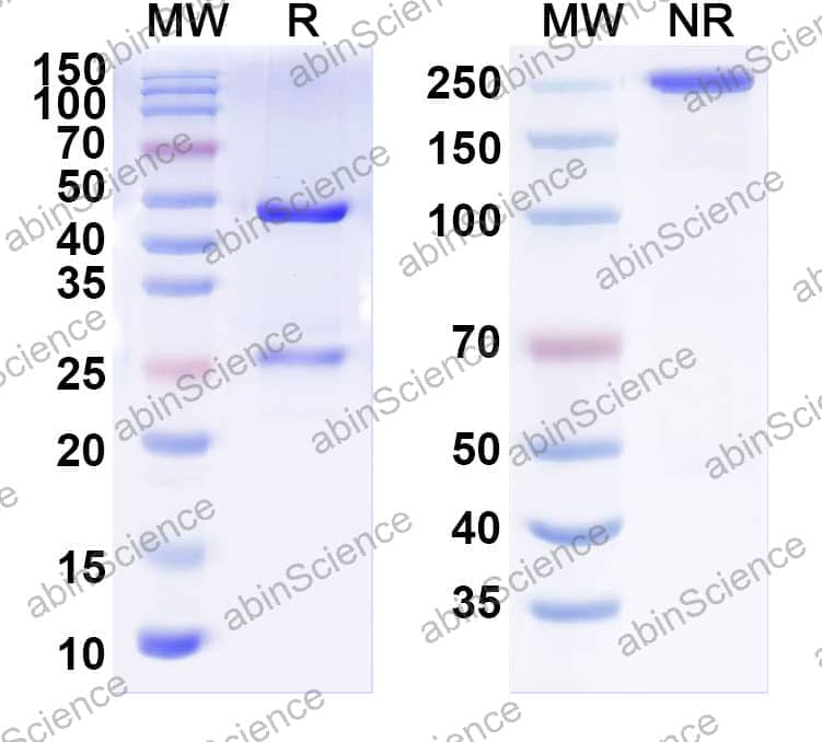 Anti-Human PTHrP/PTHLH (1-34) Antibody (SAA0326)