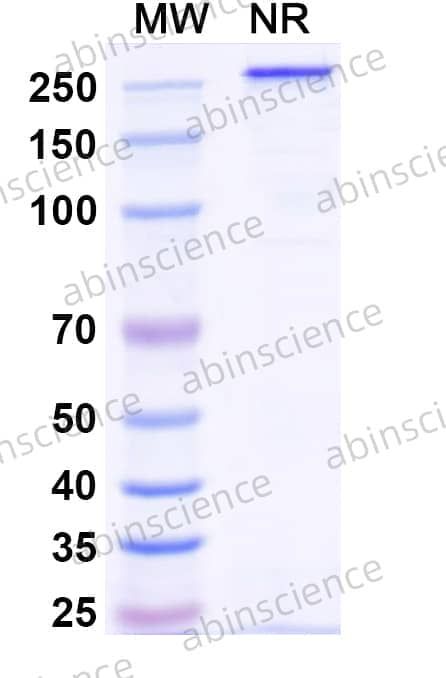 Research Grade Veligrotug