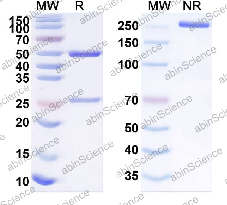 Research Grade Anti-Human TACSTD2/TROP2 (BAT0806)