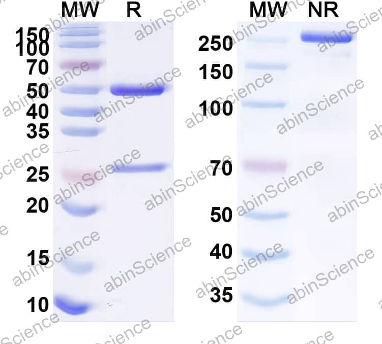 Research Grade Anti-Human TACSTD2/TROP2 (SKB264)