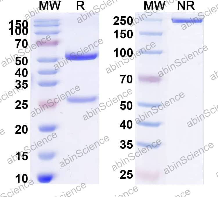 Research Grade Anti-Human CD16/FCGR3 Antibody (GMA-161)