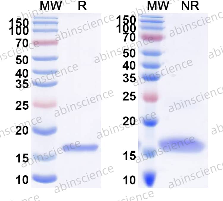 Research Grade Lulizumab