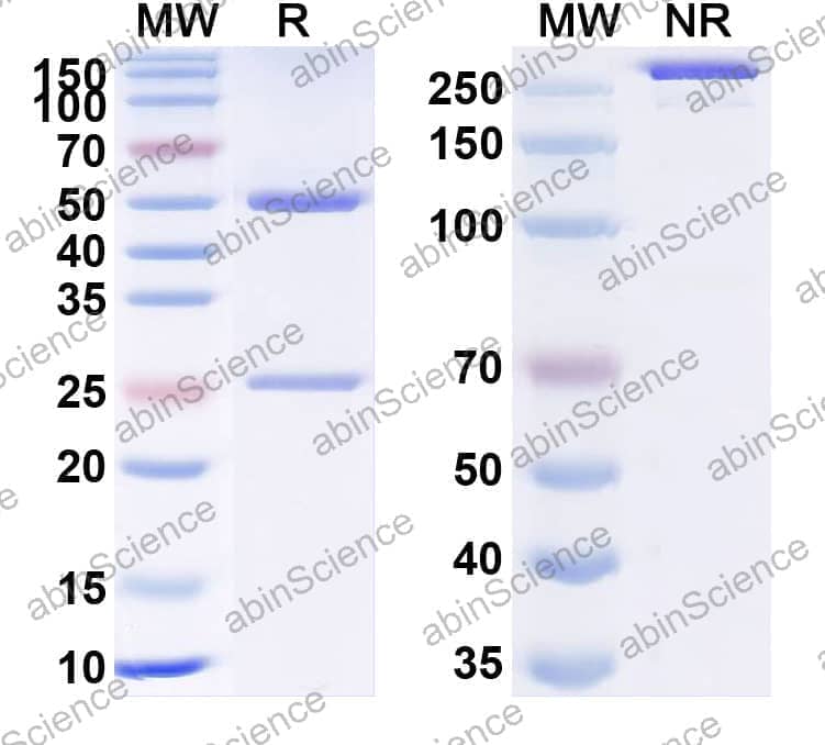Anti-Human CD28 Antibody (TGN1412)