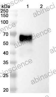 Research Grade Pegrizeprument