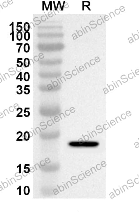 Anti-PIP Polyclonal Antibody