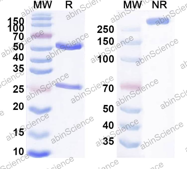 Anti-Human TPO/Thyroid peroxidase Antibody (RI-8)