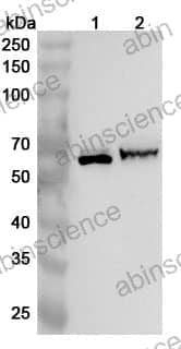 Anti-RAF1 Polyclonal Antibody
