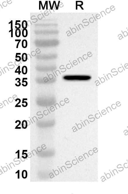 Anti-CD324/CDH1 Polyclonal Antibody