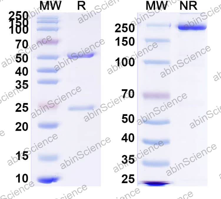 Anti-Human CD66e/CEA/CEACAM5 Antibody (SAA2059)
