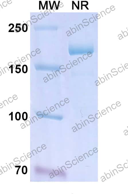 Research Grade Lanadelumab