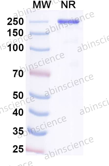 Research Grade Navenibart
