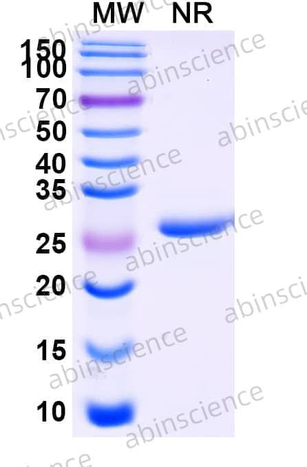Research Grade Vobarilizumab