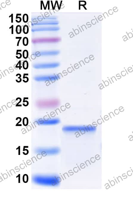 Recombinant Neisseria meningitidis pilE Protein, N-His