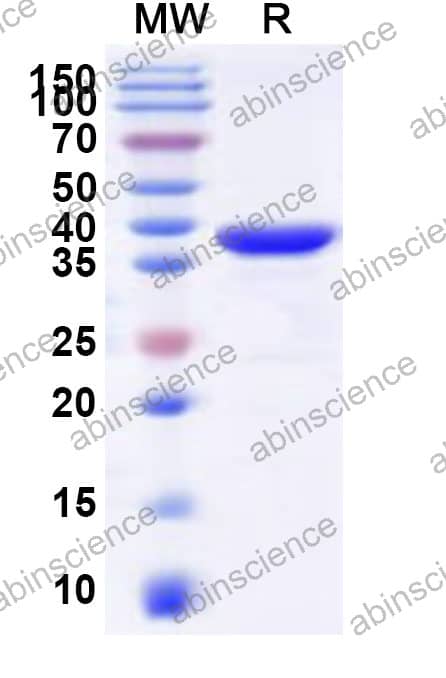 Recombinant mtsA Protein, N-His