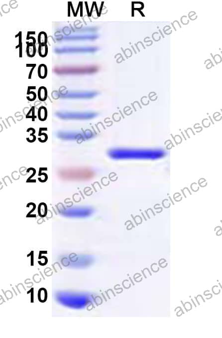 Recombinant Pseudomonas fluorescens estF/Arylesterase Protein, N-His