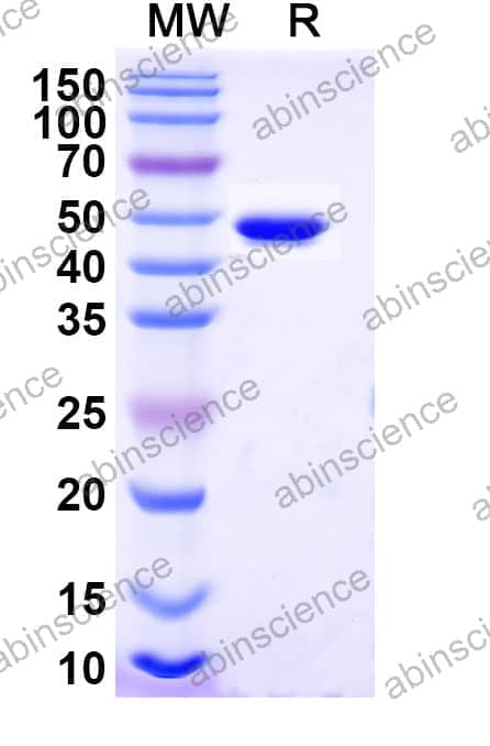 Recombinant Blomia tropicalis (Mite) Blo t 1 Protein, C-His