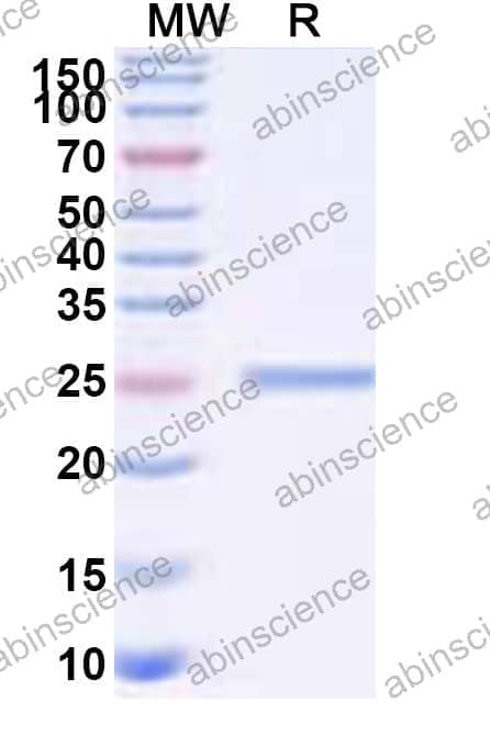 Recombinant Pseudomonas fluorescens estB Protein, N-His