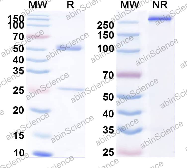 Anti-Eimeria tenella Microneme protein Monoclonal Antibody (1A149)