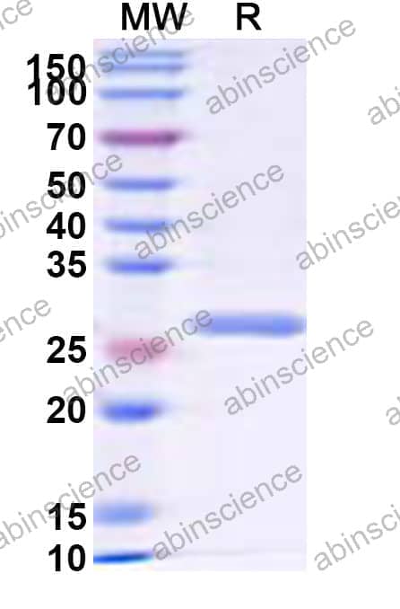 Recombinant Mycobacterium leprae Secretion protein EspA Protein, N-His-KSI