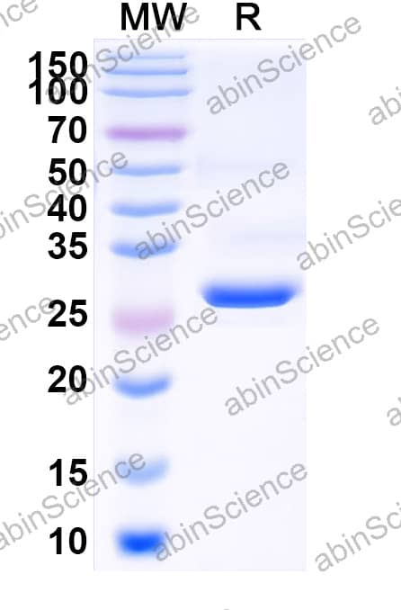 Anti-Staphylococcus aureus Alpha-toxin/hly Antibody (SAA2205)