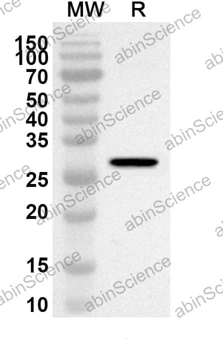 Anti-Mouse Mcpt1 Polyclonal Antibody