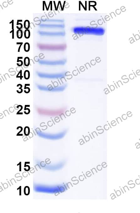 Anti-Mouse Mu-type opioid receptor/OPRM1/μOR Nanobody (SAA2285)