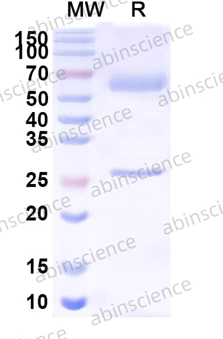 Mouse IgA Isotype Control Antibody (MAK)