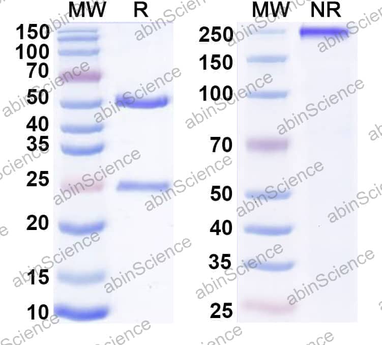 InVivoMAb Anti-Mouse NKG2D & CD3e Bispecific Antibody (Iv0248)