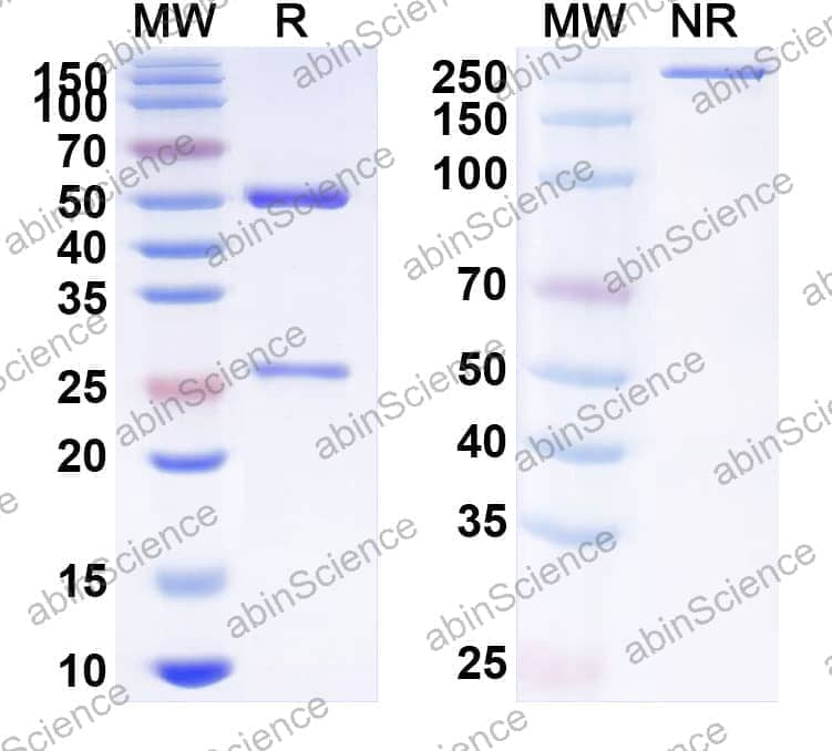 InVivoMAb Anti-Mouse CTLA4 & PD-L1 Bispecific Antibody (Iv0226)