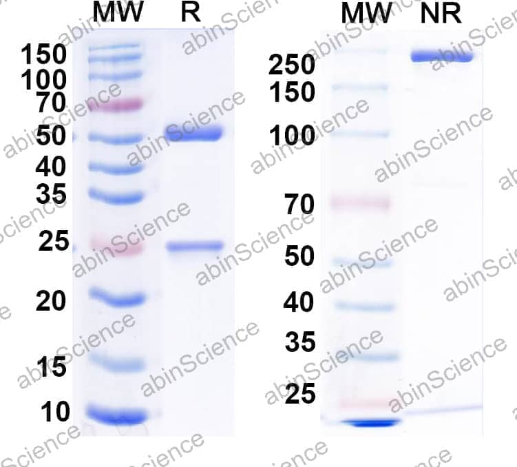 InVivoMAb Anti-Mouse CTLA4 & OX40 Bispecific Antibody (Iv0227)