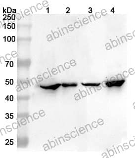 Anti-Mouse GFAP Polyclonal Antibody
