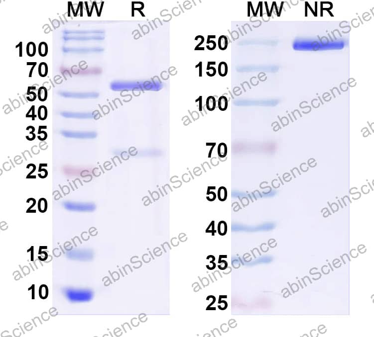 Anti-Mouse CTLA4 & PD1 Bispecific Antibody (SAA2361)