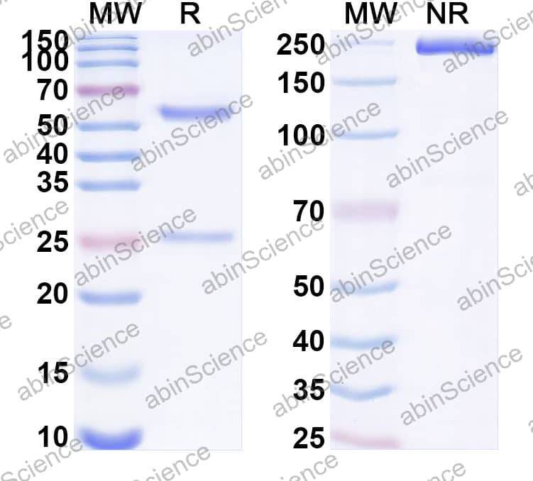Anti-Mouse CTLA4 & PD1 Bispecific Antibody  (SAA2362)